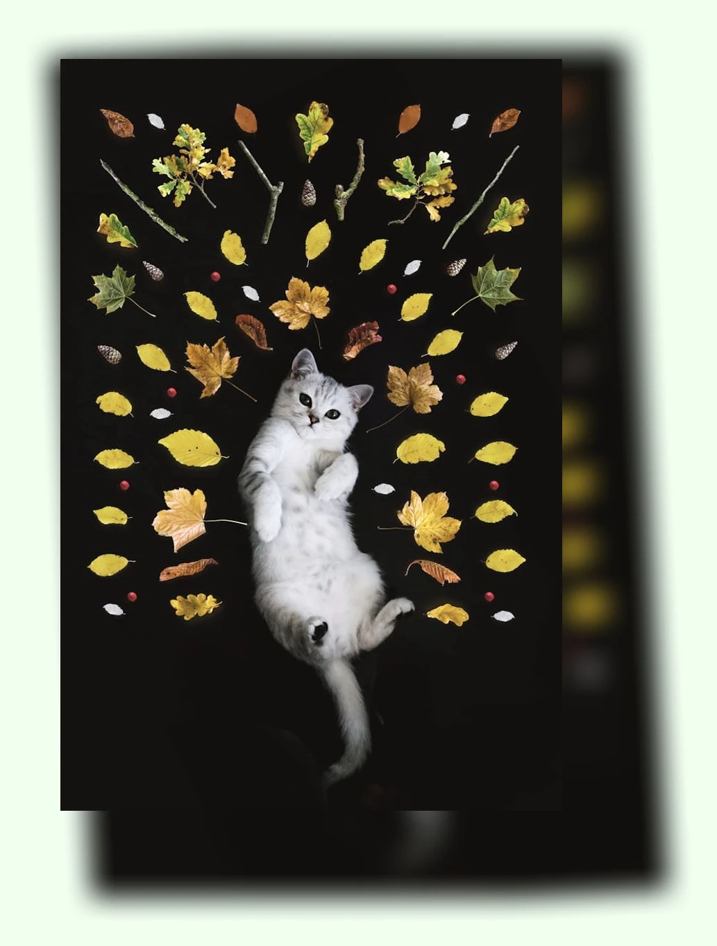 고양이 그루밍_3_subsection