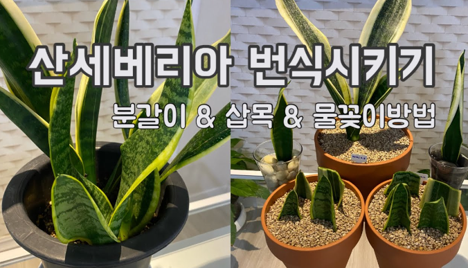 산세베리아