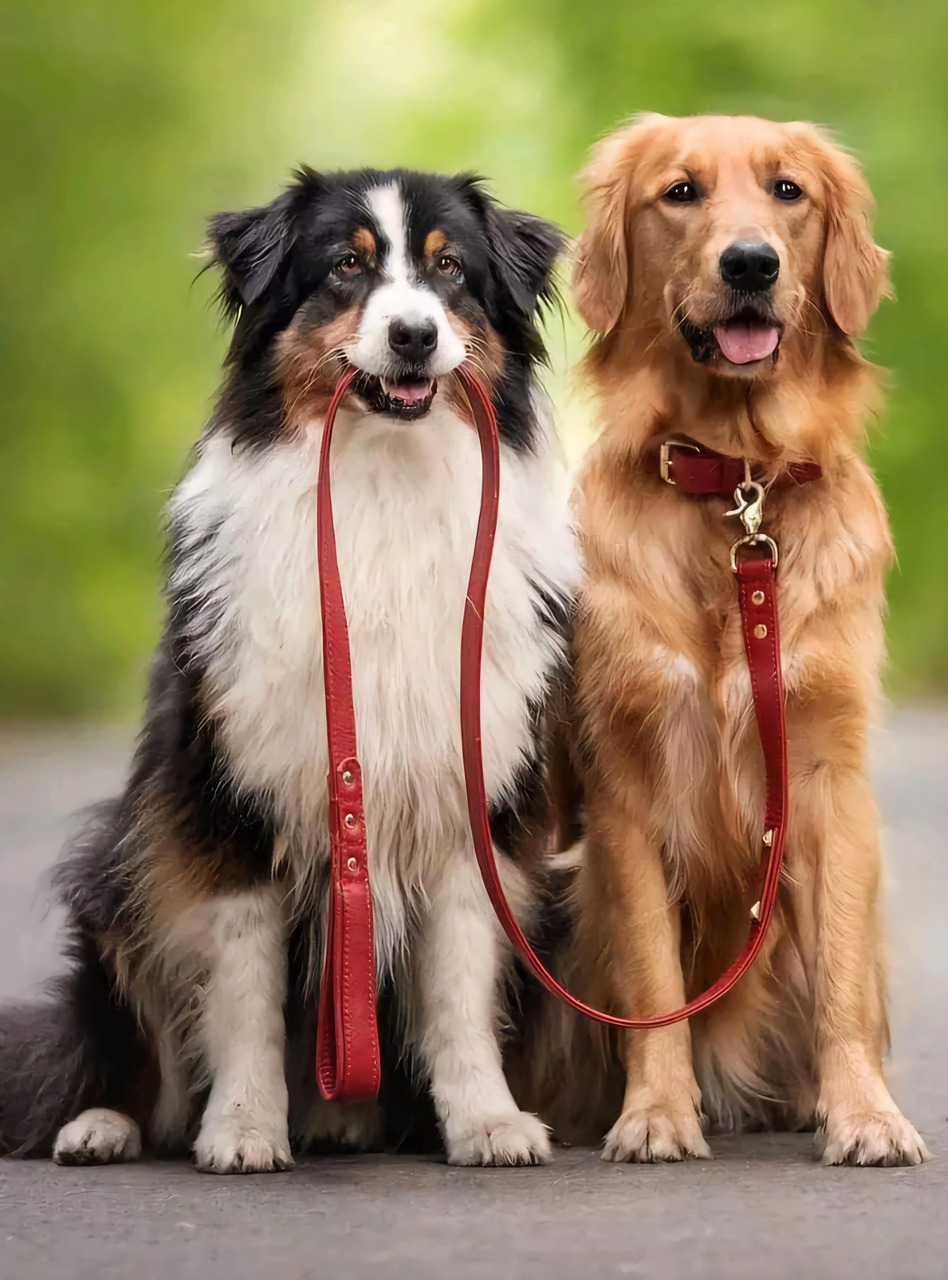 골드리트리버의 리드줄을 입에 물고 있는 보더콜리