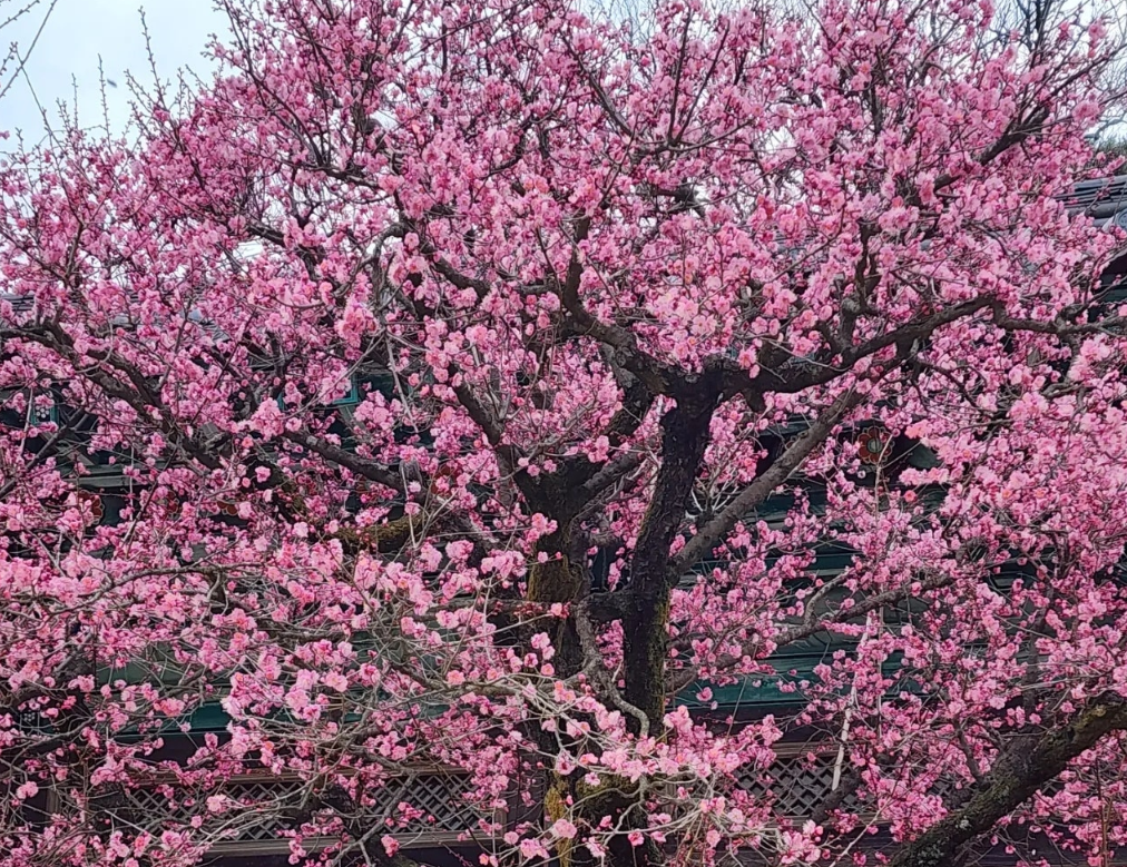 양산 통도사1