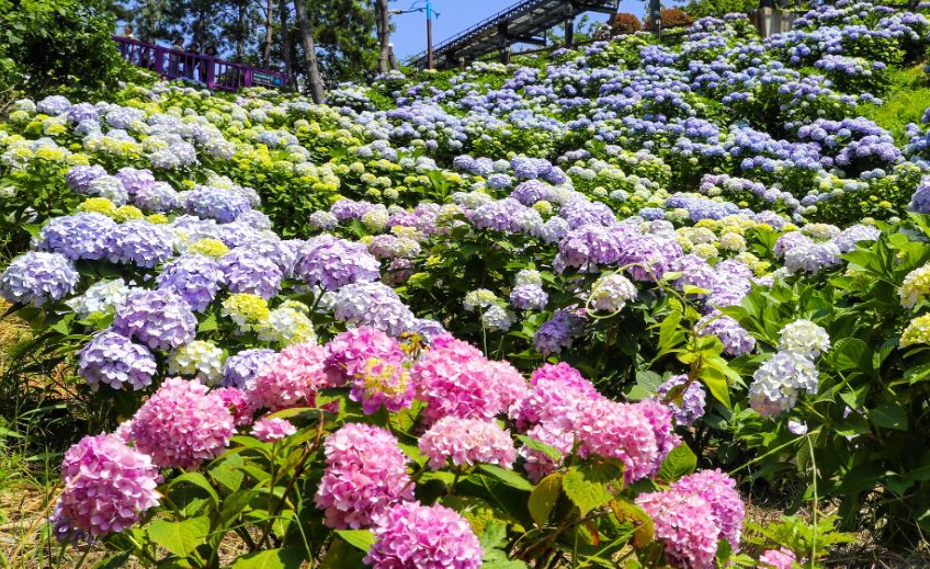 장생포수국페스티벌