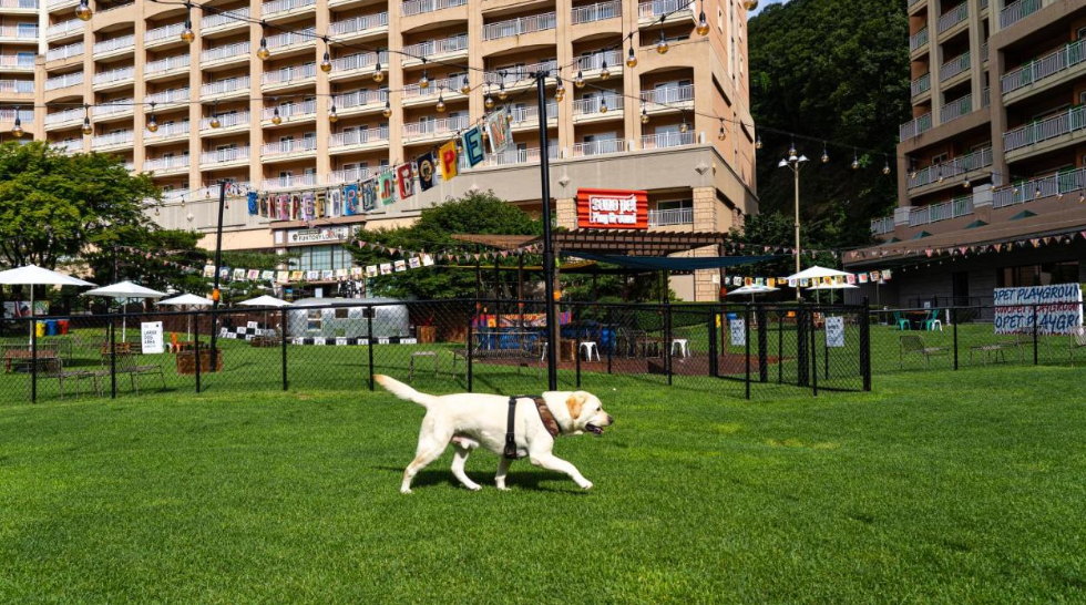 홍천 소노펫클럽앤리조트