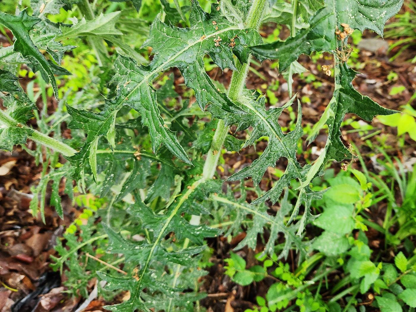 엉겅퀴(가시나물) Thistle