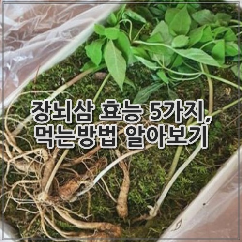 장뇌삼 효능 5가지, 먹는방법 알아보기