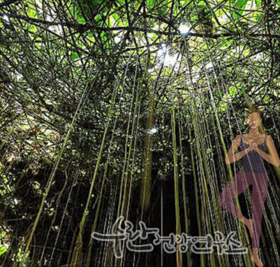 시서스 효능 부작용