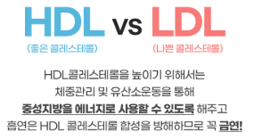 좋은 콜레스테롤 vs 나쁜 콜레스테롤