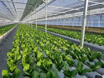 수경재배 준비 병선택 뿌리관리 액비투여 물갈이주기 가이드_14