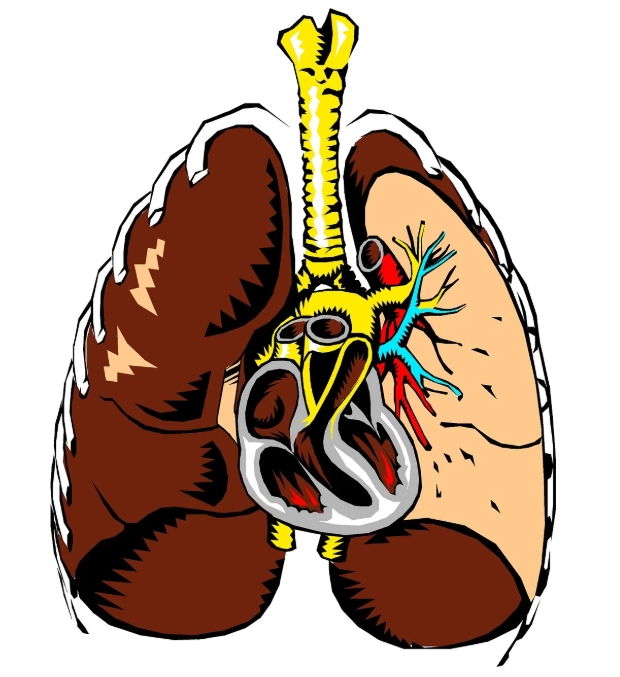 폐의 해부 모습