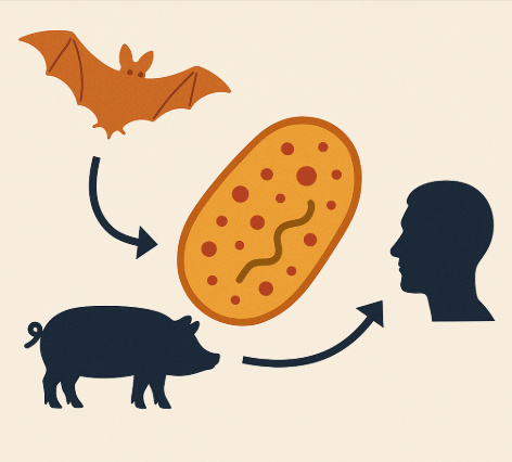 니파 바이러스의 감염 경로