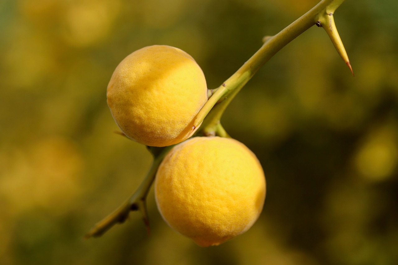 탱자효능,탱자나무,탱자차,자연건강,한방효능,면역력강화,소화기능개선,항산화식품,혈압조절,항염식품,감기예방,건강정보,건강식품,자연치유,한방건강,웰빙라이프,천연효능