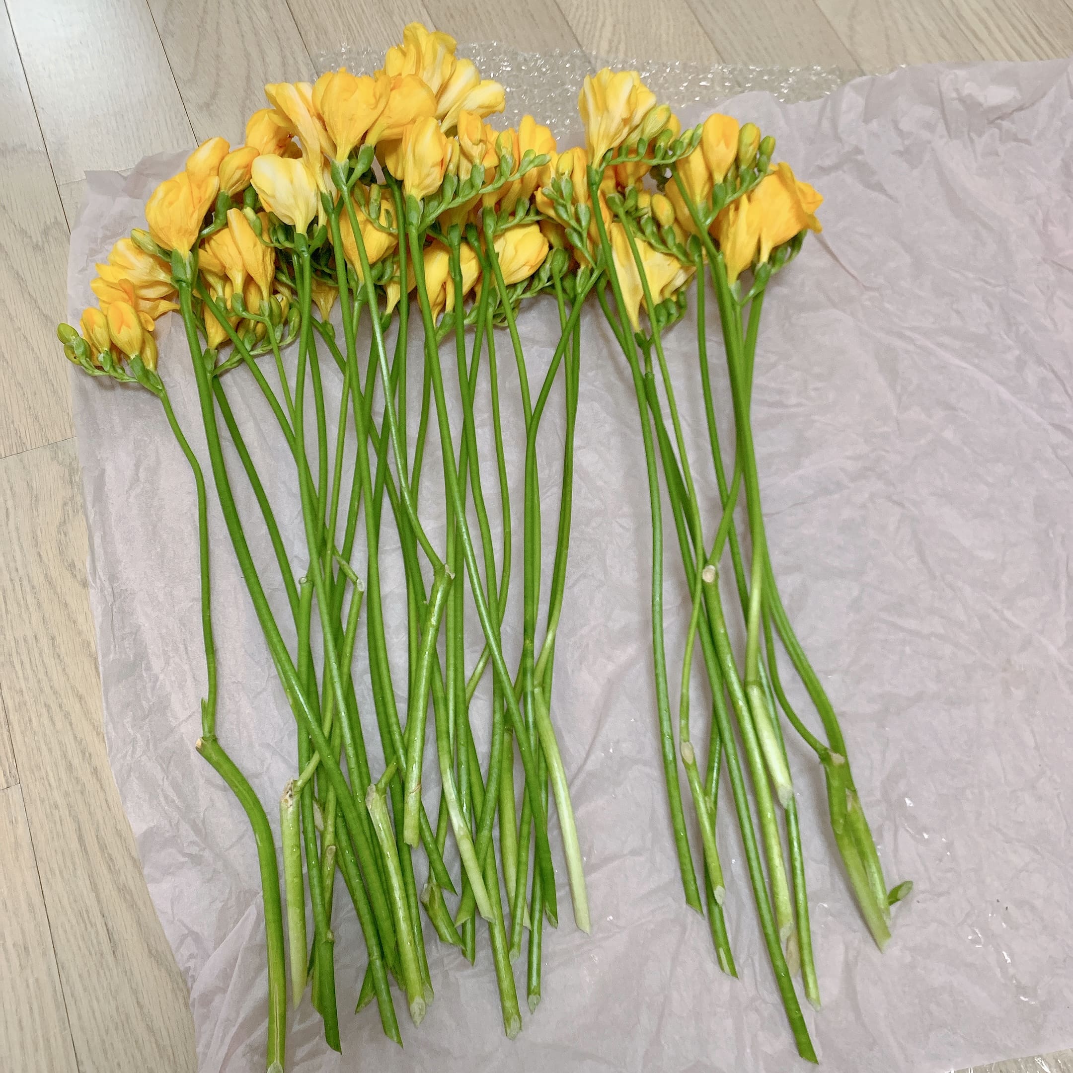 딜립 프리지아 줄기 끝을 사선으로 자르는 중
