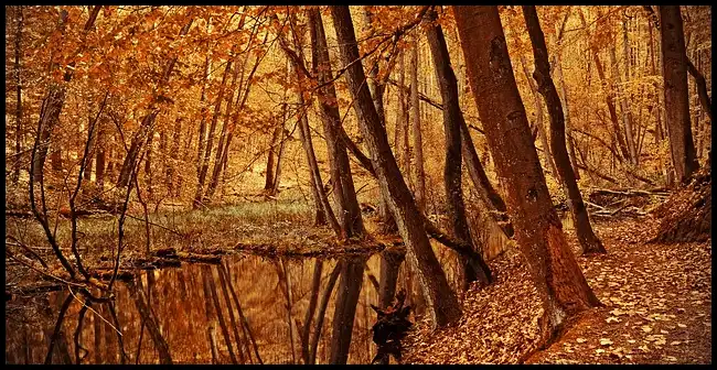 2024 내장산 단풍축제 기간 (국립공원)