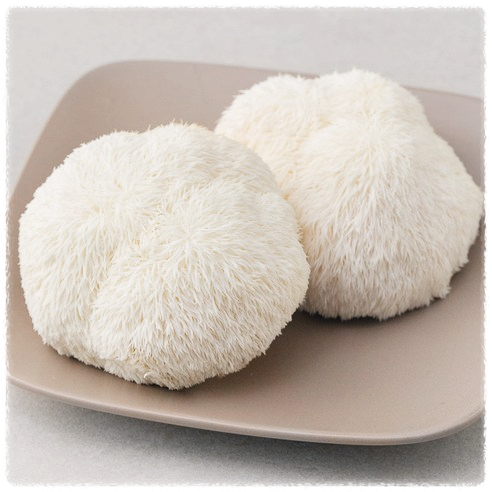 노루궁뎅이버섯의-효능