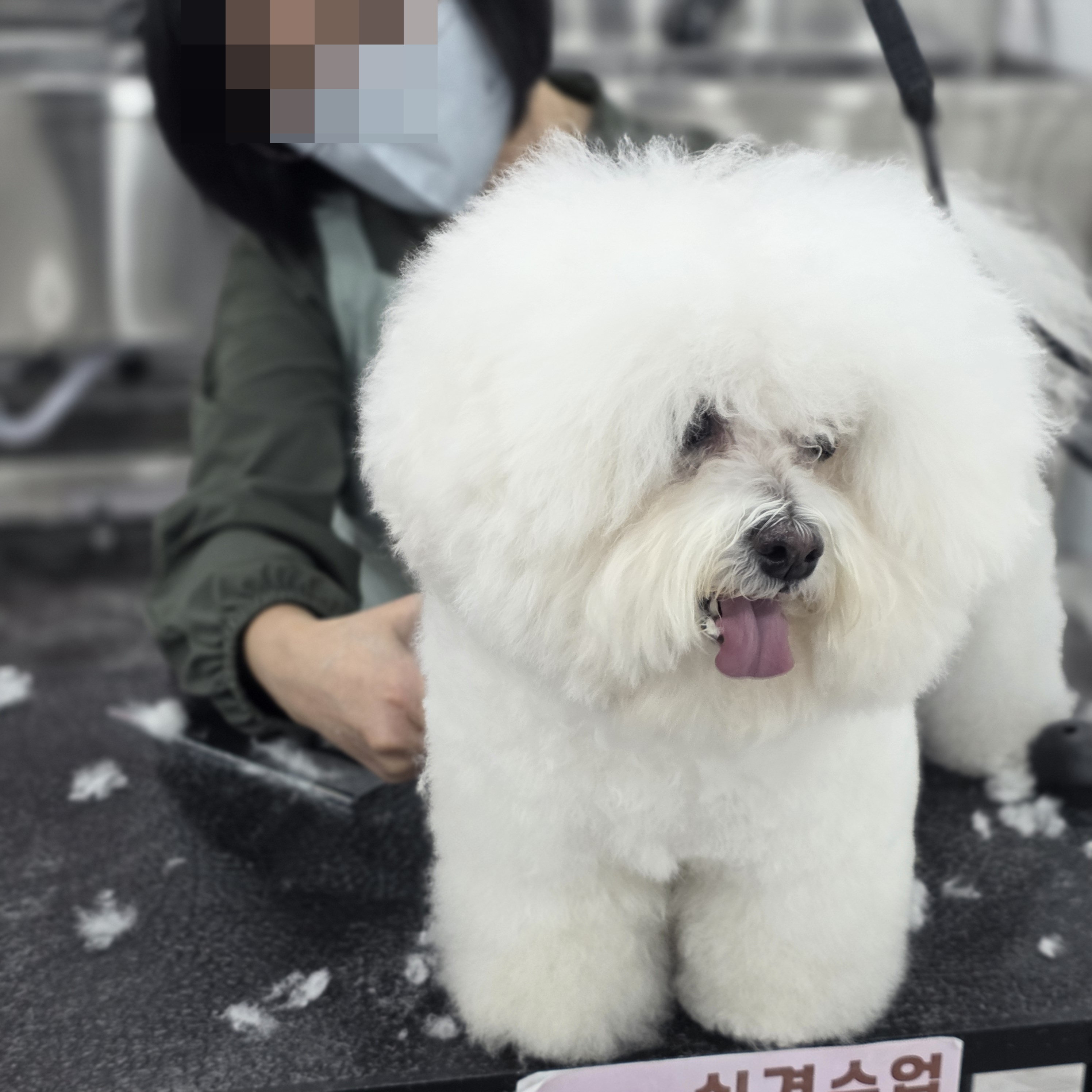 반포강아지미용