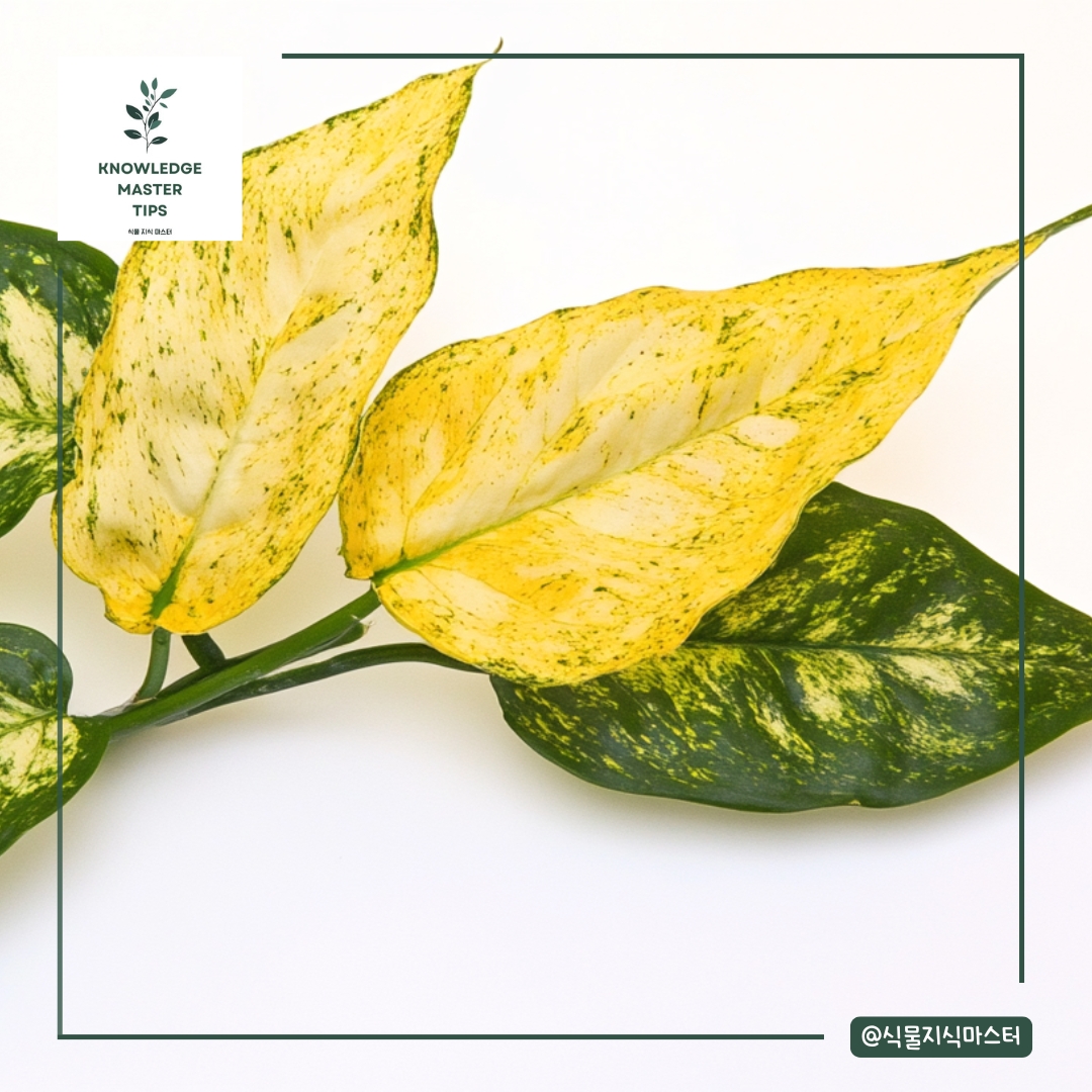 빛 부족과 과습 문제를 동시에 해결하는 법