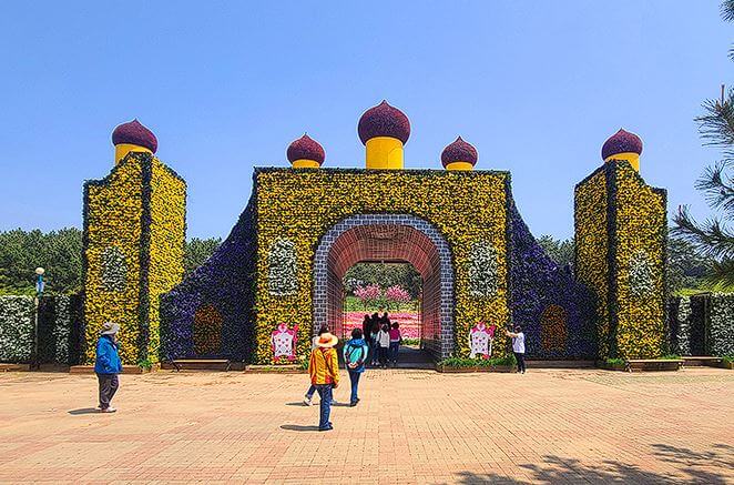 태안 튤립축제 기간