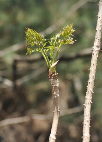 봄나물 이미지 사진