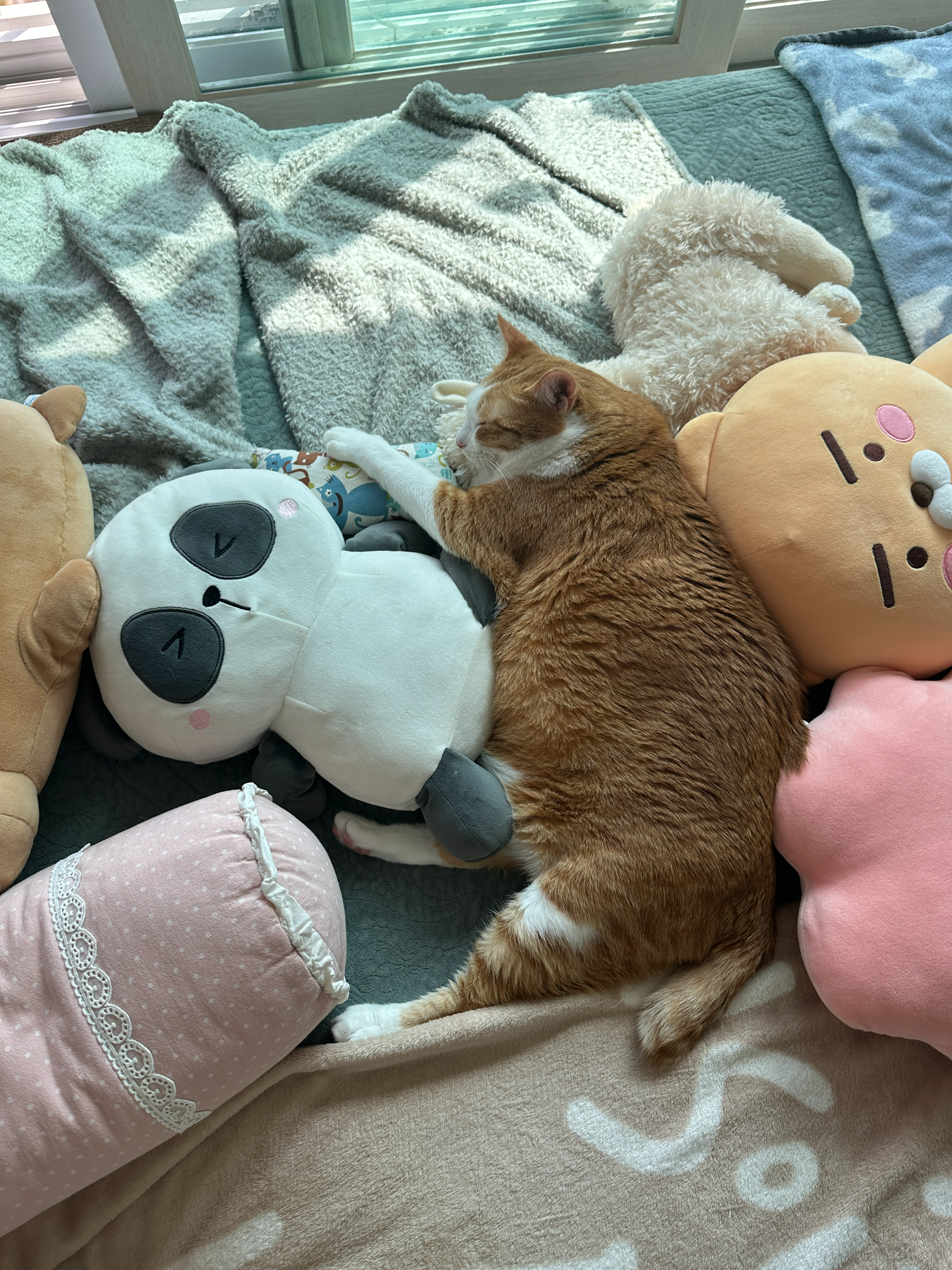 침대위_인형들_사이에서_자는_치즈냥이_호야_3