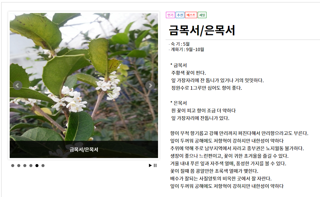 금목서 은목서 키우기 및 묘목 (+ 향수 꽃말)