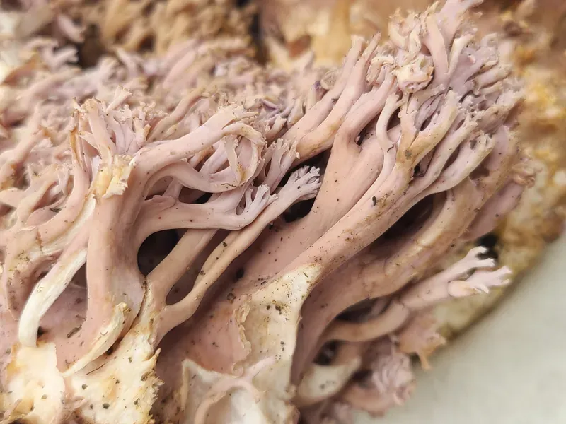 싸리버섯 효능 종류 채취시기 제철 손질법 요리법싸리 보관방법 정리_6