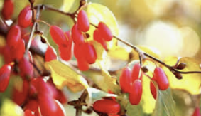 산수유 효능
