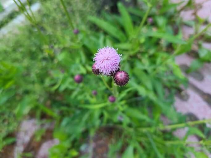 지칭개의 효능 6가지와 먹는 법&amp;#44; 꽃말&amp;#44; 부작용