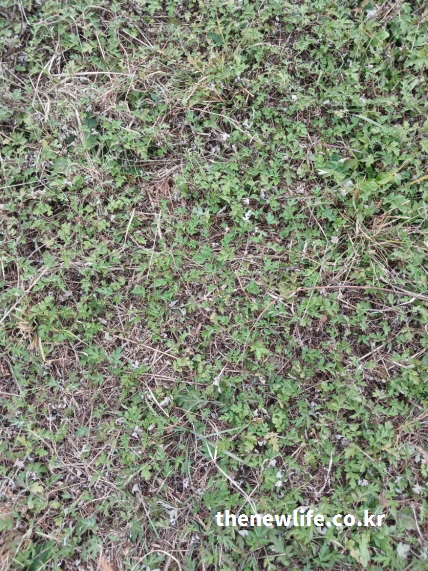 풀밭 사이로 자라는 가을쑥의 실제 모습 – 해독과 면역력에 도움을 주는 들쑥의 생명력 표현