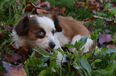 오드아이의 개.