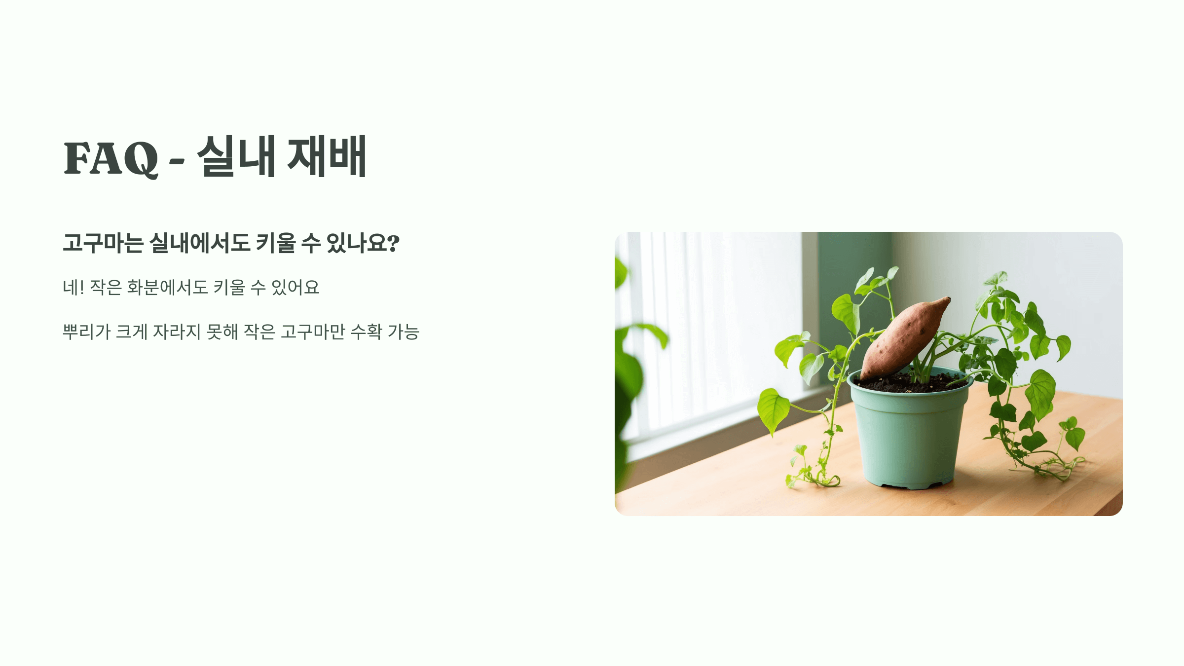 고구마 사진입니다.