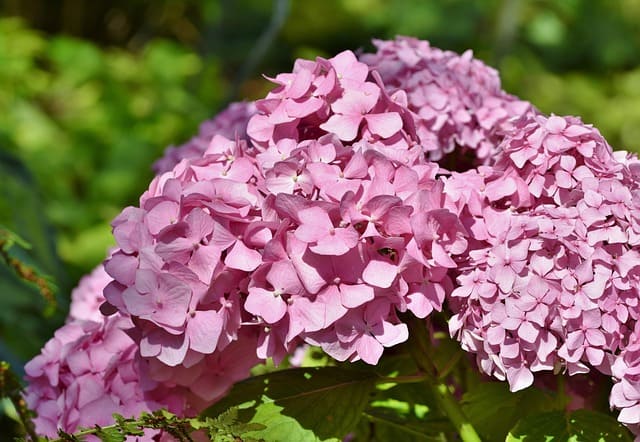 장생포 수국축제 관련 이미지
