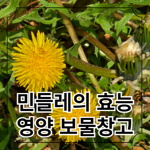 민들레의 효능 활용