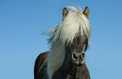 2025년 5월 말띠 운세