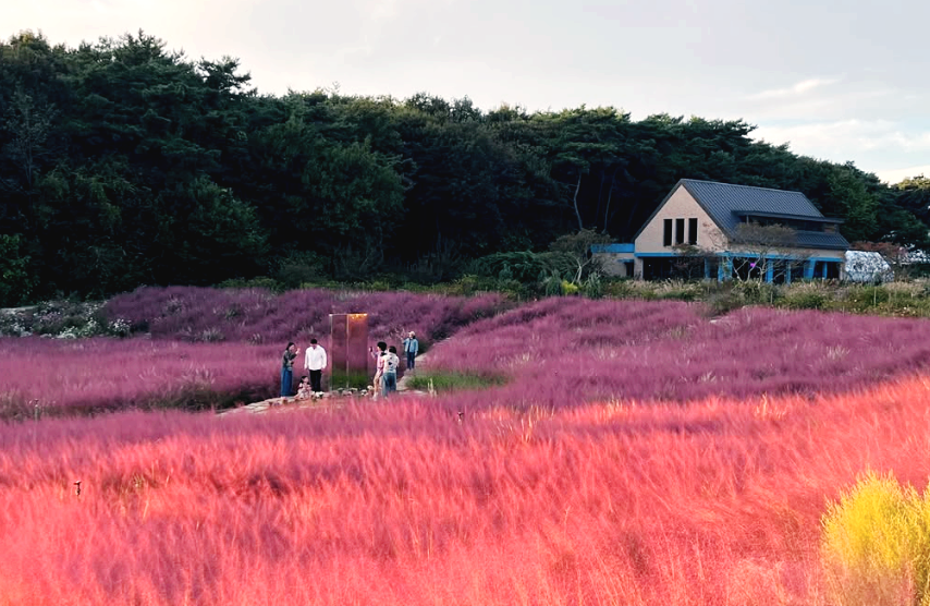 청농원 핑크뮬리