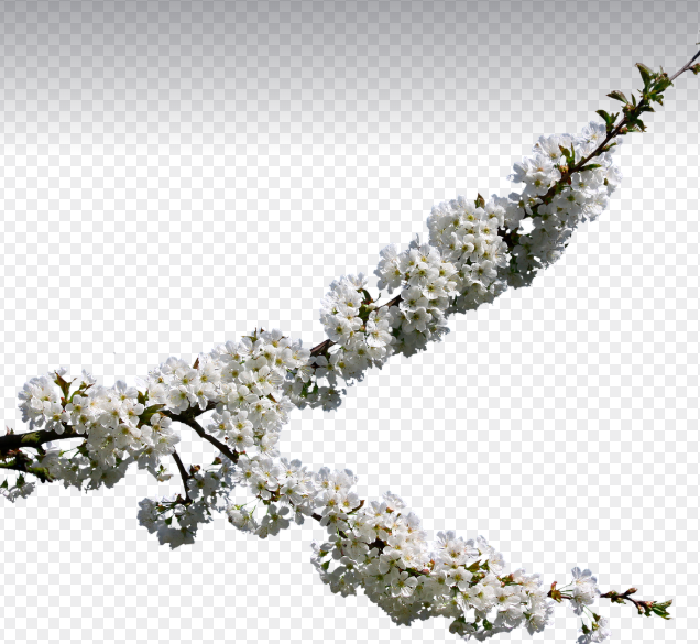 벚꽃 명소 주변 맛집 추천