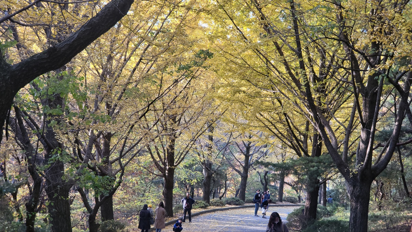 백련사 은행나무길-2