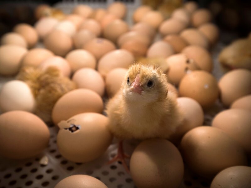 배아 단계에서 병아리 성별 판별의 시대