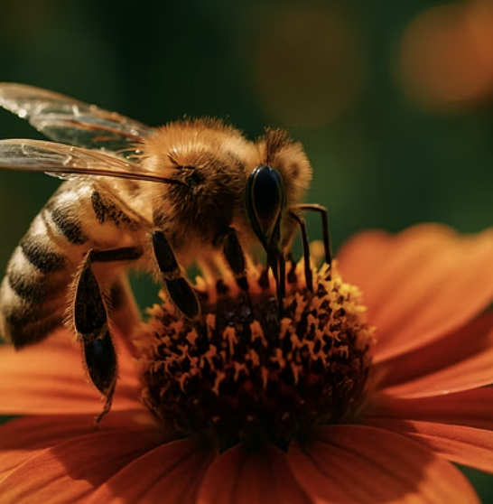 여왕벌, 일벌, 수벌… 경이로운 꿀벌 사회의 계급과 역할 완벽 정리