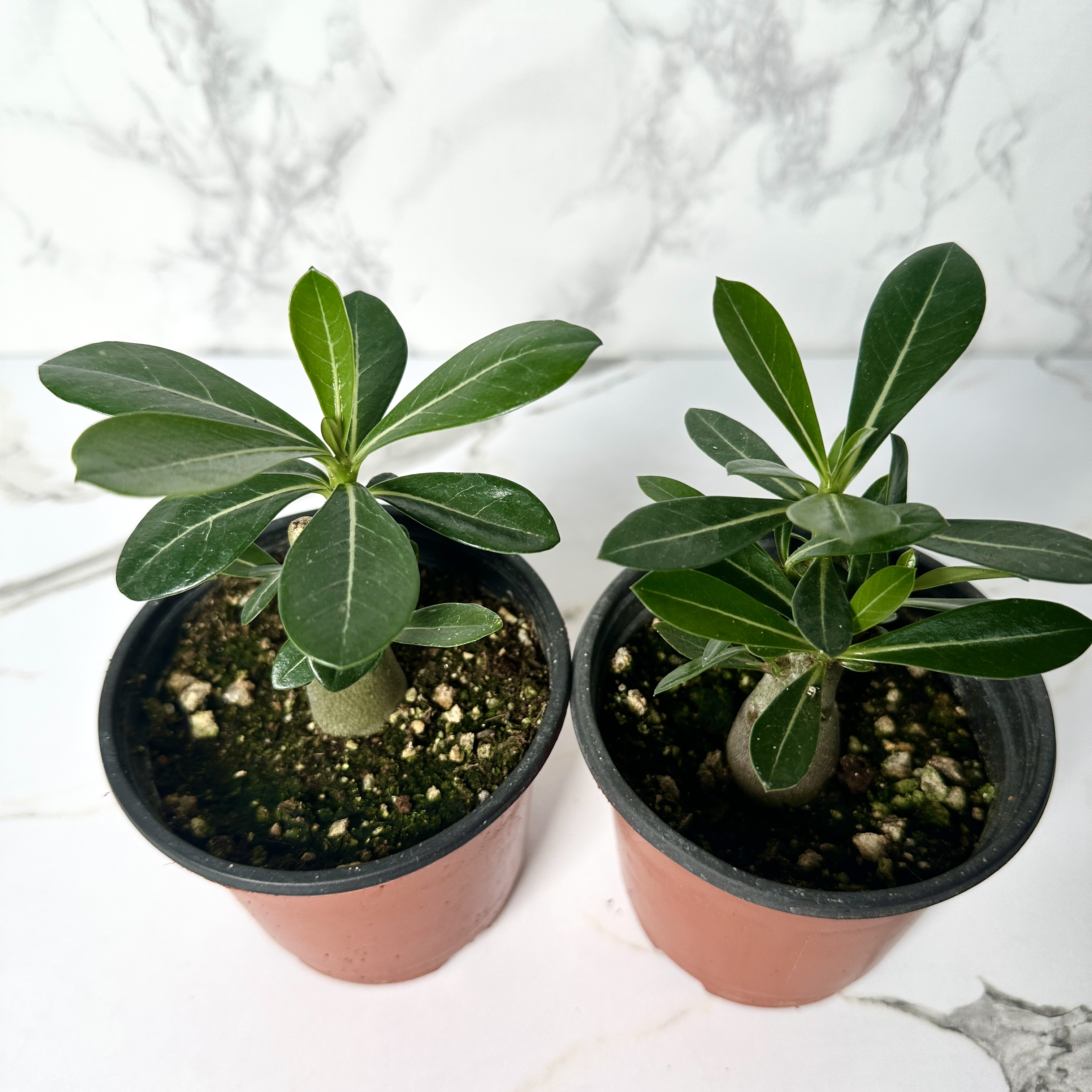 사막의장미 석화 키우기, 물주기, 인테리어식물