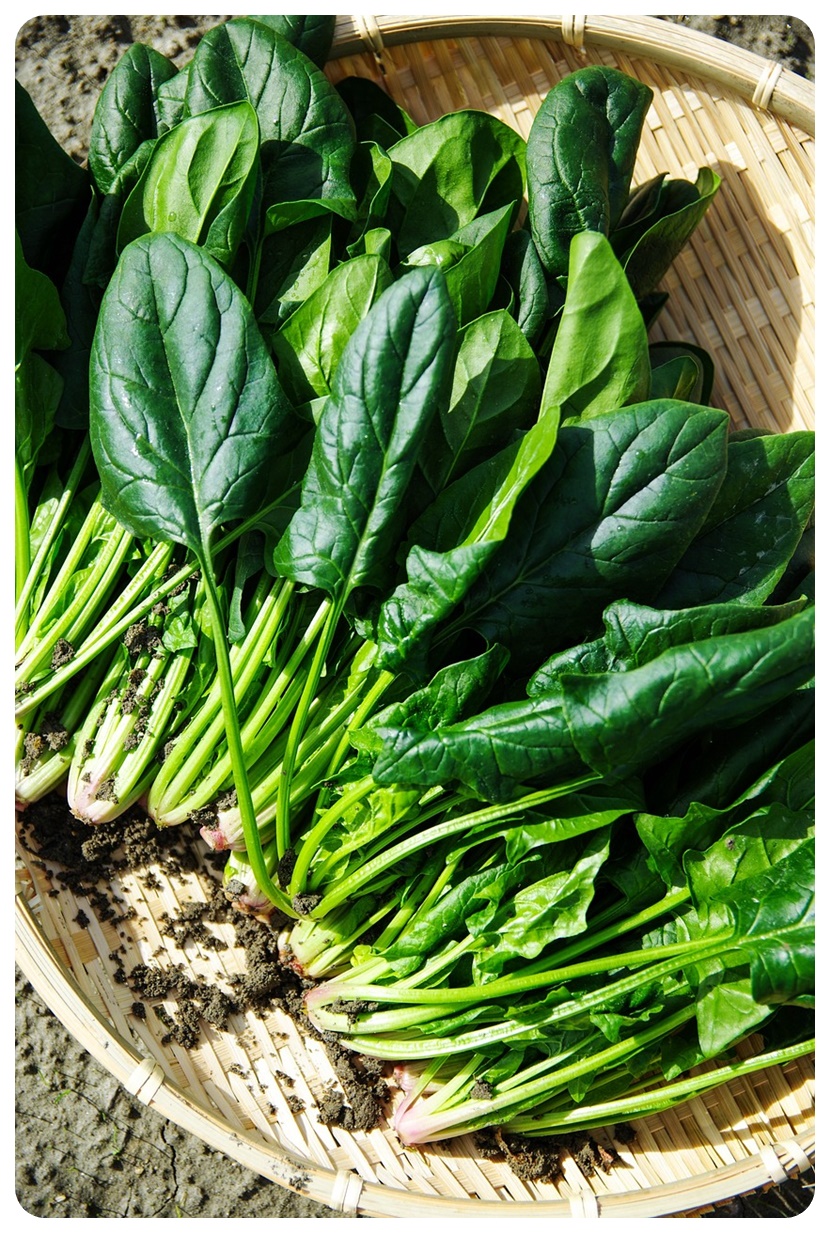 시금치 부작용 및 주의사항