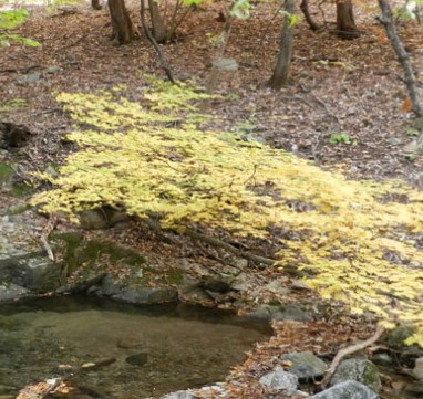 서운산 자연휴양림 숲나들e 국내 여행지 추천 관련사진