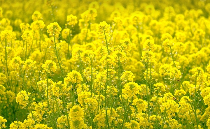 유채꽃 사진