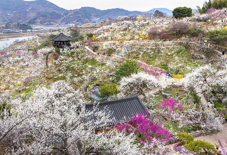 광양 매화축제 입장료