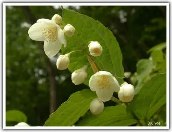 5월의 야생화 백화등 소리쟁이 낮달맞이꽃 알프스민들레_10