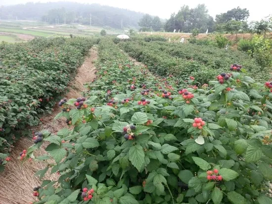 복분자 재배 지주 세우기 가지치기 병해 예방_5