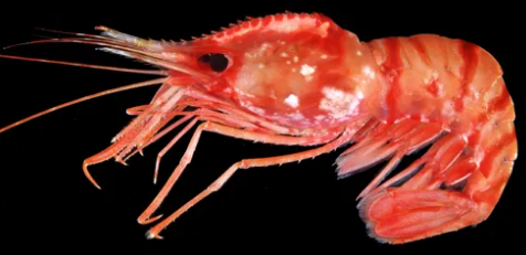 도화새우라고 부르는 새우가 어떻게 생겼는 지 보여주는 사진.