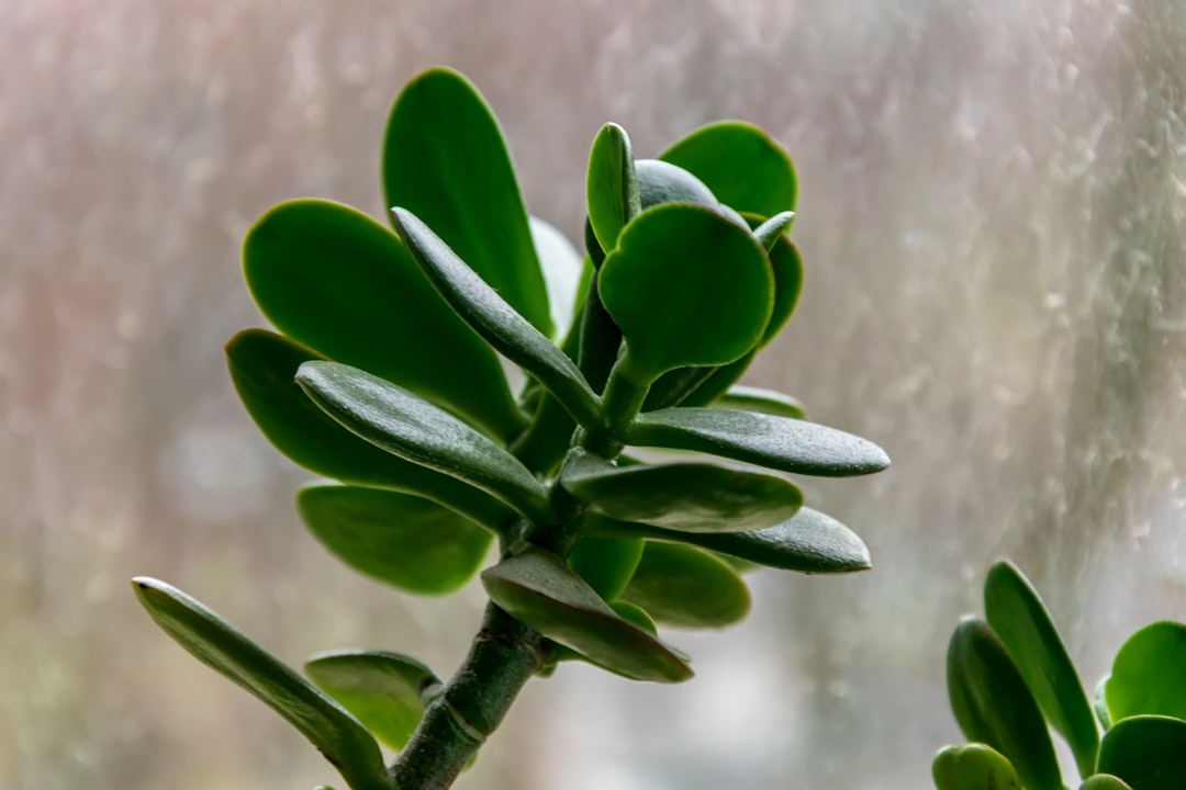 Money Tree