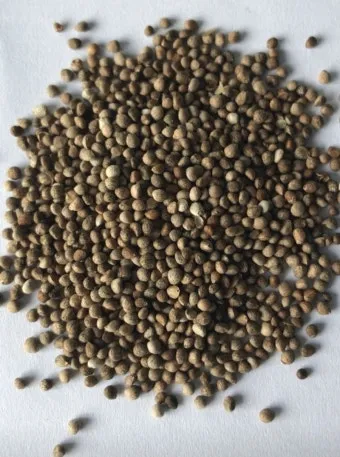 중부지방 들깨 파종시기 및 재배법 농사 팁 정리_5