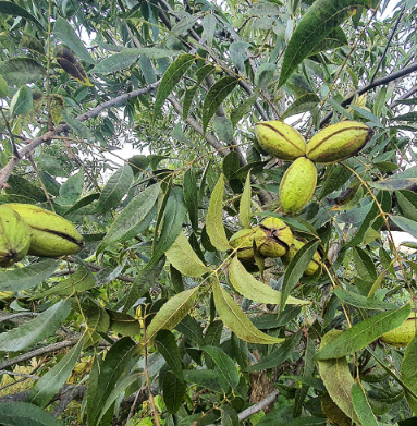 고흥석류피칸농장 피칸