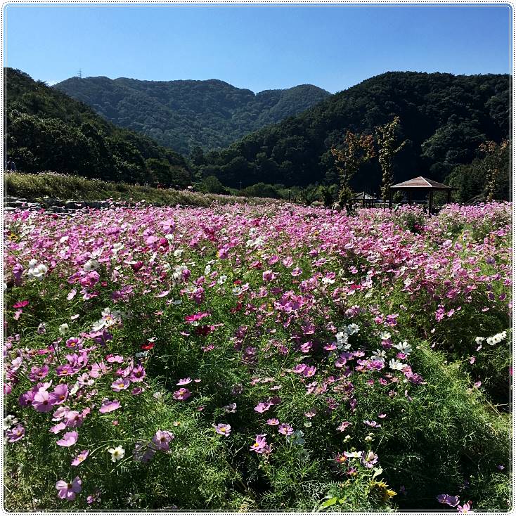 정읍구절초축제