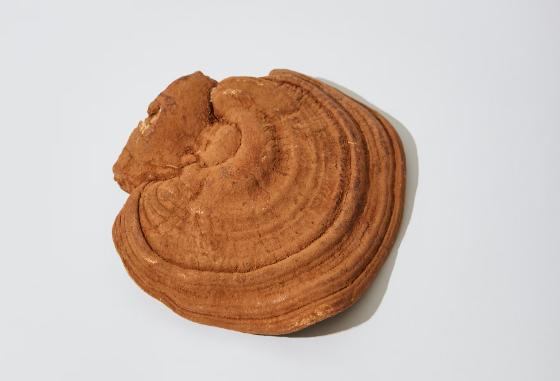 영지 버섯 효능 : 항암 효과